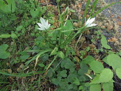 Puccinia liliacearum