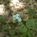 Myosotis speciosa - Photo (c) Rebbas, some rights reserved (CC BY-NC), uploaded by Rebbas