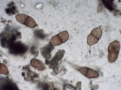 Puccinia liliacearum