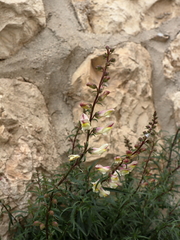 Antirrhinum siculum