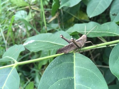 Cyrtacanthacridini