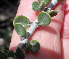 Ceanothus pauciflorus