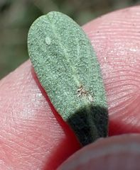 Ceanothus pauciflorus