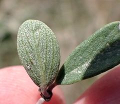 Ceanothus pauciflorus