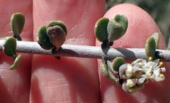 Ceanothus pauciflorus