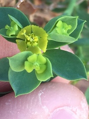 Euphorbia schizoloba