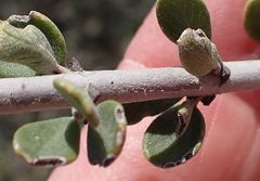 Ceanothus pauciflorus