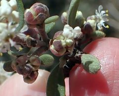 Ceanothus pauciflorus