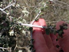Ceanothus pauciflorus