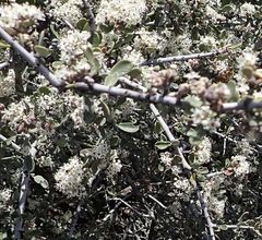 Ceanothus pauciflorus
