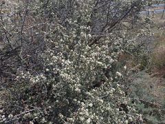 Ceanothus pauciflorus