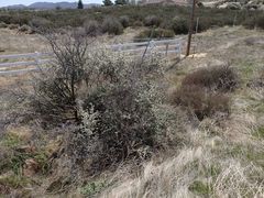 Ceanothus pauciflorus