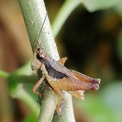 Rehnidium perexiguum