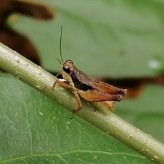 Rehnidium perexiguum