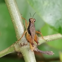 Rehnidium perexiguum