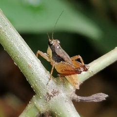 Rehnidium perexiguum