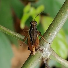 Rehnidium perexiguum