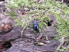 Coelometopus clypeatus