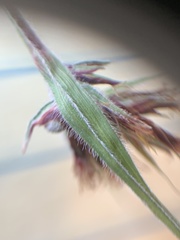 Scleria ciliata
