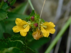 Alectra sessiliflora