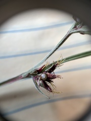 Scleria ciliata