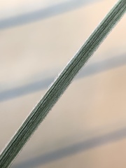 Scleria ciliata