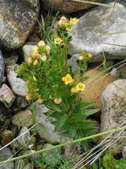 Alectra sessiliflora