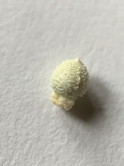 Scleria ciliata