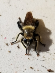 Laphria affinis