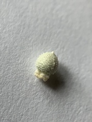 Scleria ciliata
