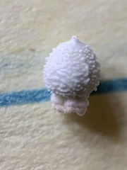 Scleria ciliata