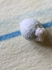 Scleria ciliata