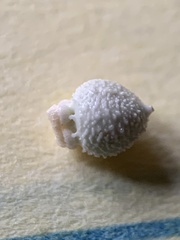 Scleria ciliata