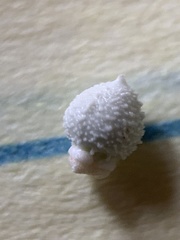 Scleria ciliata