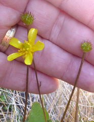 Ranunculus monroi