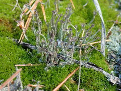 Cladonia crispata