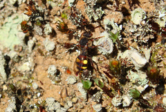 Nomada leucophthalma