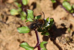 Andrena bicolor