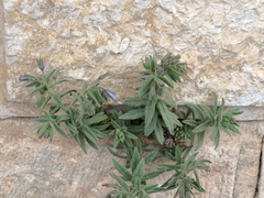 Podonosma orientalis