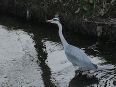 Ardea cinerea