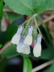 Symphytum × hidcotense