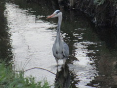 Ardea cinerea