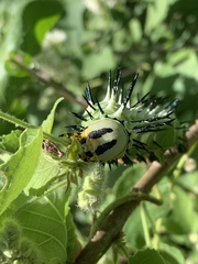 Lophostethus dumolinii