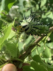 Lophostethus dumolinii