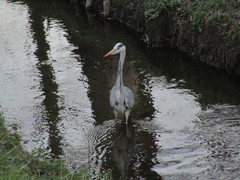 Ardea cinerea