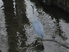 Ardea cinerea