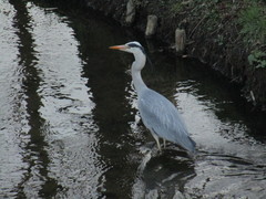 Ardea cinerea