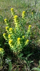 Euphorbia seguieriana