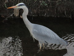 Ardea cinerea