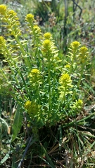 Euphorbia seguieriana